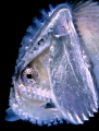   Argonauta argo  